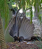 Picture/image of Great Argus