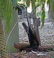 Picture/image of Great Argus