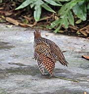 Picture/image of Buff-banded Rail