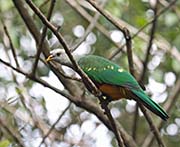 Picture/image of Wompoo Fruit-Dove