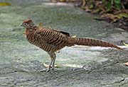 Picture/image of Lady Amherst's Pheasant