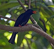 Picture/image of Black Bulbul