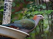 Picture/image of Green Imperial Pigeon