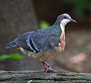 Picture/image of Luzon Bleeding-heart