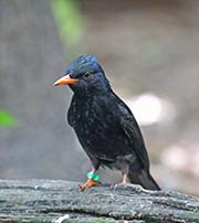 Picture/image of Black Bulbul
