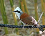 Picture/image of White-crested Laughingthrush