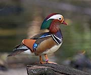 Picture/image of Mandarin Duck