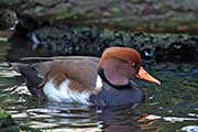 Picture/image of Red-crested Pochard