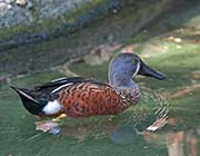 Picture/image of Australian Shoveler