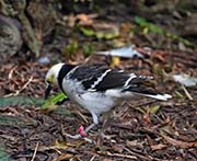 Picture/image of Black-collared Starling