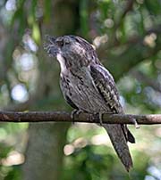 Picture/image of Tawny Frogmouth