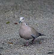 Picture/image of Eurasian Collared Dove