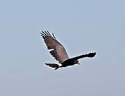 Picture/image of Snail Kite