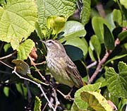Picture/image of Palm Warbler