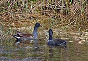 Picture/image of Common Gallinule