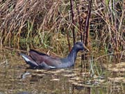 Picture/image of Common Gallinule