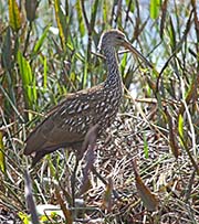 Picture/image of Limpkin