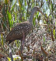 Picture/image of Limpkin