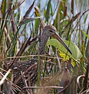 Picture/image of Limpkin