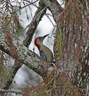 Picture/image of Red-bellied Woodpecker