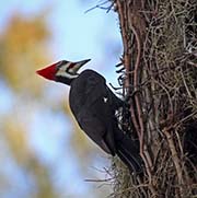 Picture/image of Pileated Woodpecker