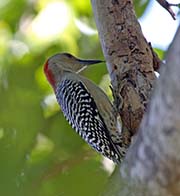 Picture/image of Red-bellied Woodpecker