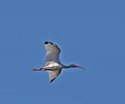Picture/image of White Ibis