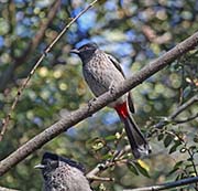 Picture/image of Red-vented Bulbul
