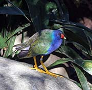 Picture/image of Purple Gallinule