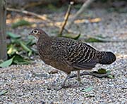 Picture/image of Green Junglefowl