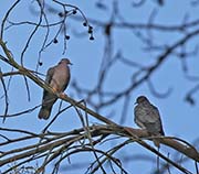 Picture/image of Band-tailed Pigeon
