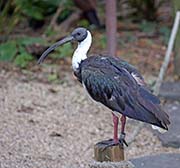 Picture/image of Straw-necked Ibis