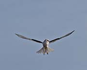 Picture/image of White-tailed Kite