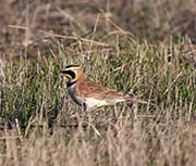 Picture/image of Horned Lark
