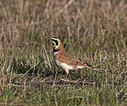Picture/image of Horned Lark