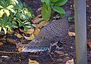 Picture/image of Germain's Peacock-Pheasant
