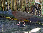 Picture/image of Great Argus