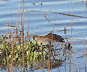 Picture/image of Sora