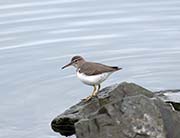 Picture/image of Spotted Sandpiper