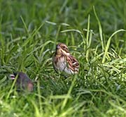 Picture/image of Rustic Bunting