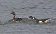Picture/image of Brant Goose