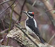 Picture/image of Hairy Woodpecker