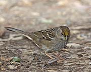 Picture/image of Golden-crowned Sparrow