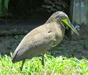 Picture/image of Bare-throated Tiger-heron