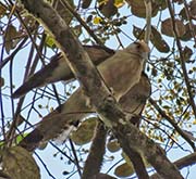 Picture/image of Yellow-headed Caracara