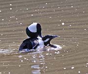 Picture/image of Bufflehead