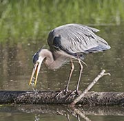 Picture/image of Great Blue Heron