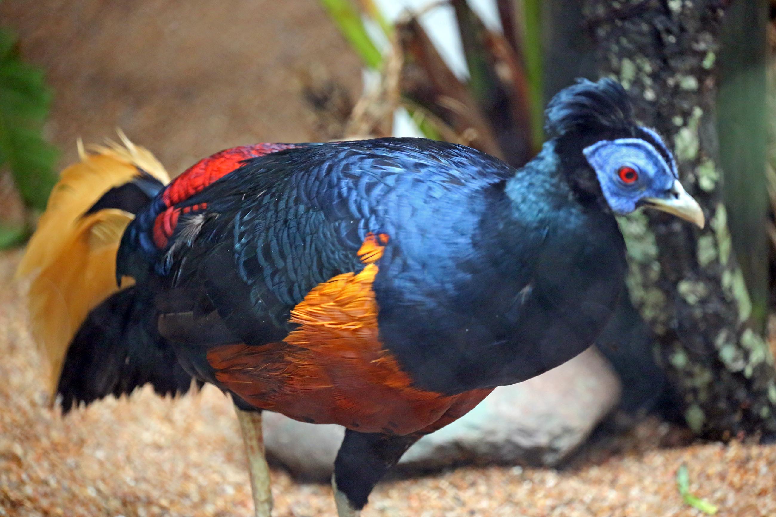 Crested fireback Alchetron, The Free Social Encyclopedia