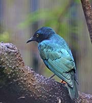 Picture/image of Lesser Blue-eared Starling
