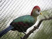 Picture/image of Red-crested Turaco